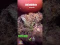 #420 SUPER BOOF 🍃🔬