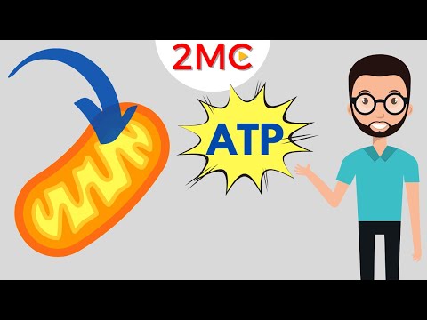 Video: Er NADH 2.5 eller 3 ATP?