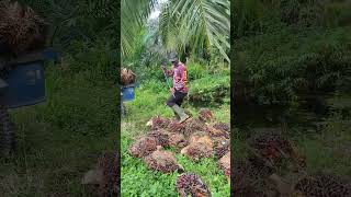 pupuk  murah hasil melimpah #sawitbuahpasir #yusrilsawit #muatsawitkeram #farming
