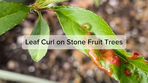 Leaf Curl on Stone Fruit Trees | Leaf Curl Treatment