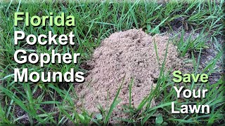 Florida Pocket Gopher Mounds Lawn Repair. Easy How To Save Your Lawn.