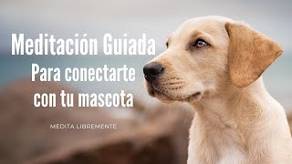 MEDITACIÓN PARA CONECTARTE CON TU MASCOTA