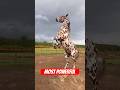The most dangerous horses in the world🎠 #horse #shorts #animals