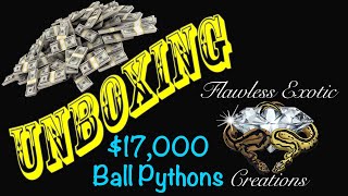 Famous Flawless Unboxing: $17000 Ball Python Unboxing Profile