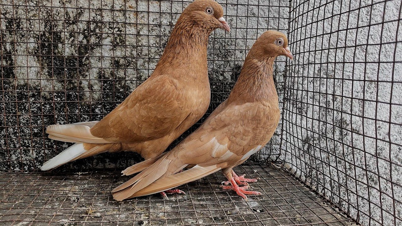 HIGHFLYER ROLLER ADULT PAIRS FOR SALE IN HYDERABAD 7097628422