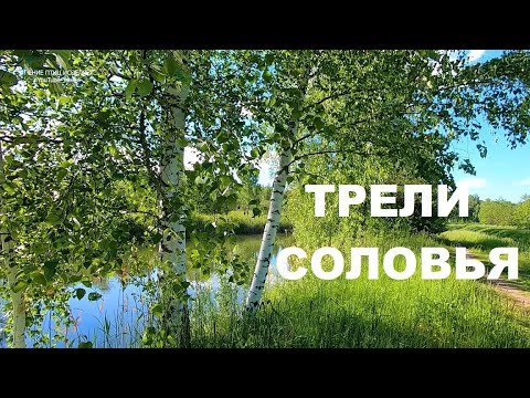 ТРЕЛИ СОЛОВЬЯ,ЦЕЛИТЕЛЯ ОТ БОГА.СОЛОВЕЙ СВОИМ ПЕНИЕМ ПОДНИМАЕТ ВИБРАЦИИ ДУШИ И МЫ ОТДЫХАЕМ ОТ ТРЕВОГ.