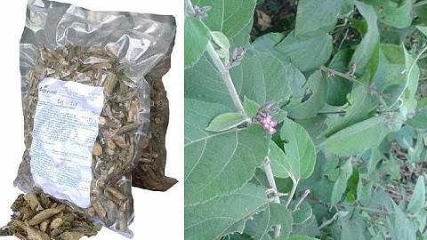 Cây an xoa -địa chỉa bán cây an xoa - công dụng cây an xoa chữa viêm gan b - mua cây an xoa ở đâu