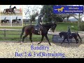 Racehorses - Retraining Banditry - Day 2 & 3