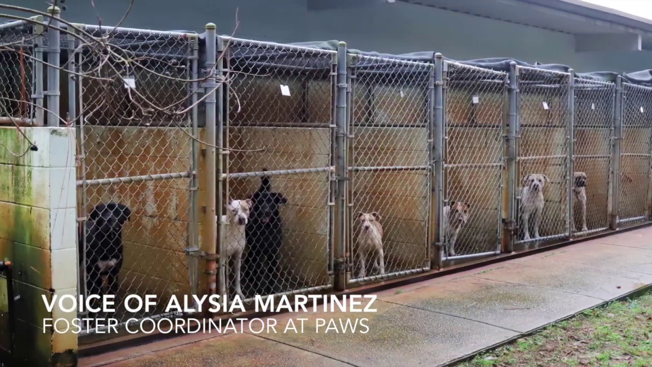 fort walton beach hotels PAWS GoFundMe