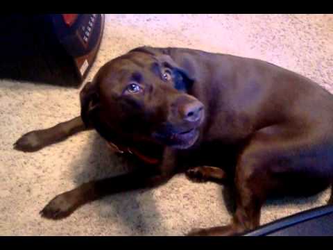 Chocolate Lab Dog Talks You Chocolate Lab Dog Talks You
