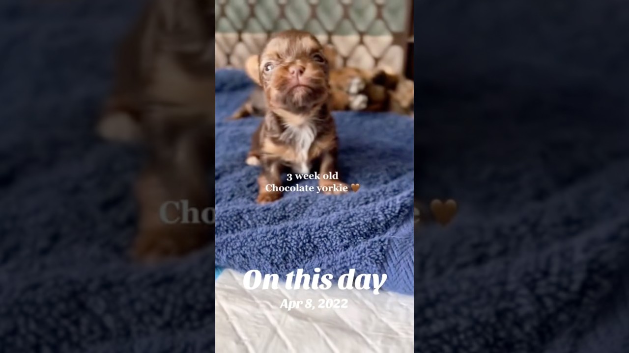 Tiny chocolate yorkie 