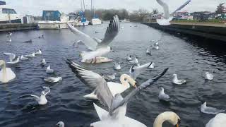 ❤🇮🇪Feeding the birds🍞MUTE SWANS🦢CYGNETS🐥MALLARD DUCKS🦆GULLS🕊KINNEGO MARINA IRELAND🇮🇪Subscribe🙏🏻LIKE