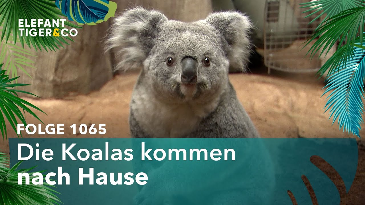 Zurück nach Hause (Folge 1065) | Elefant, Tiger & Co. | MDR