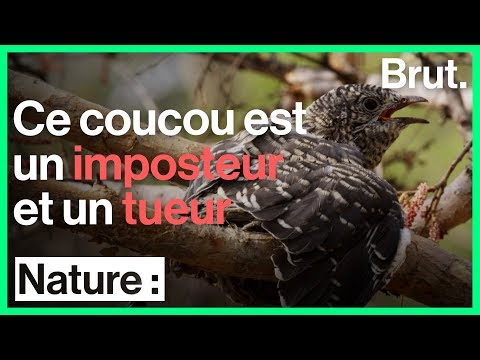 Vidéo: Poussin coucou: description, photo. Pourquoi et dans quels nids le coucou pond-il ses œufs ?