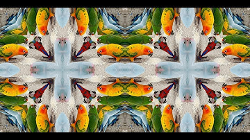 Kaleidoscope Birds | Animal Visual Art in Motion (UHD)