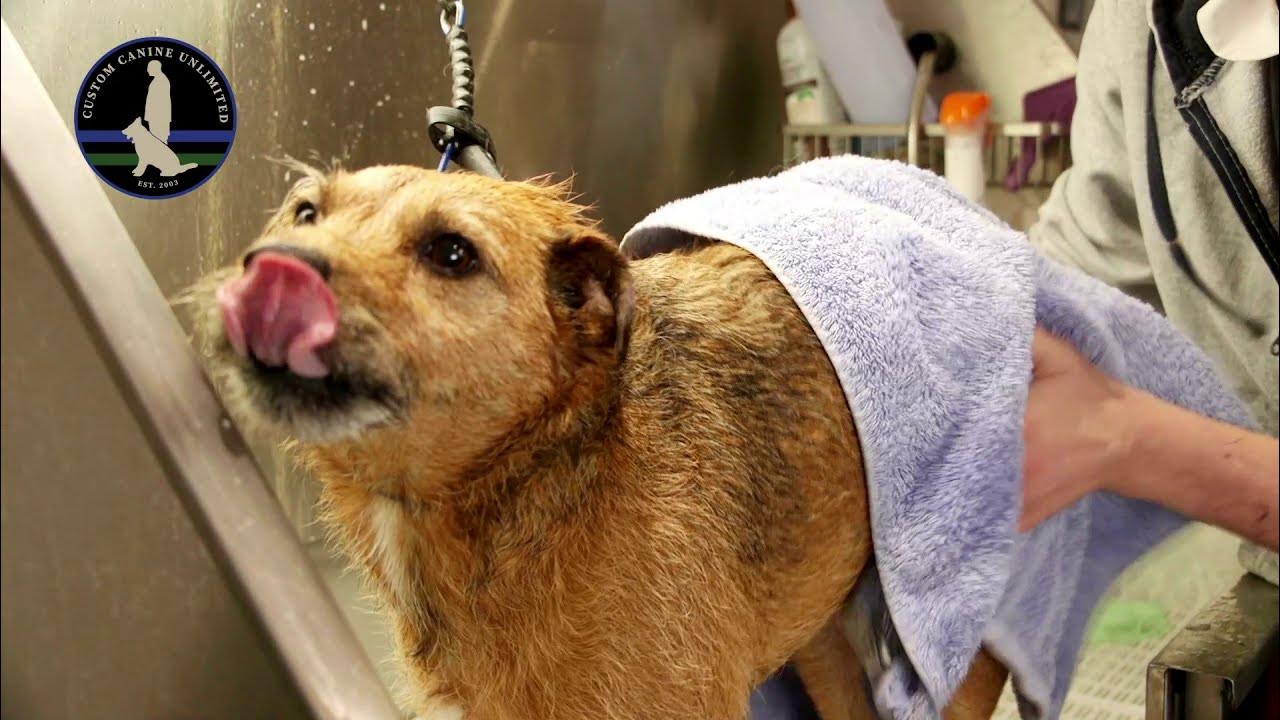 Do You Have What It Takes To A Certified Kennel Master? Custom