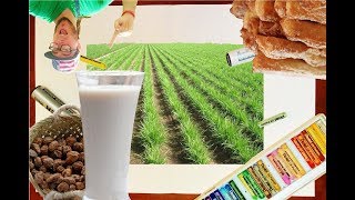 Historia de la HORCHATA en 7 minutos