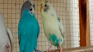 10 hr No more lonely budgies. Pet parakeets encourage your bird to sing Budgie sounds for sad Birds by Beel Pet Budgie Sounds  877 views 7 days ago 9 hours, 57 minutes