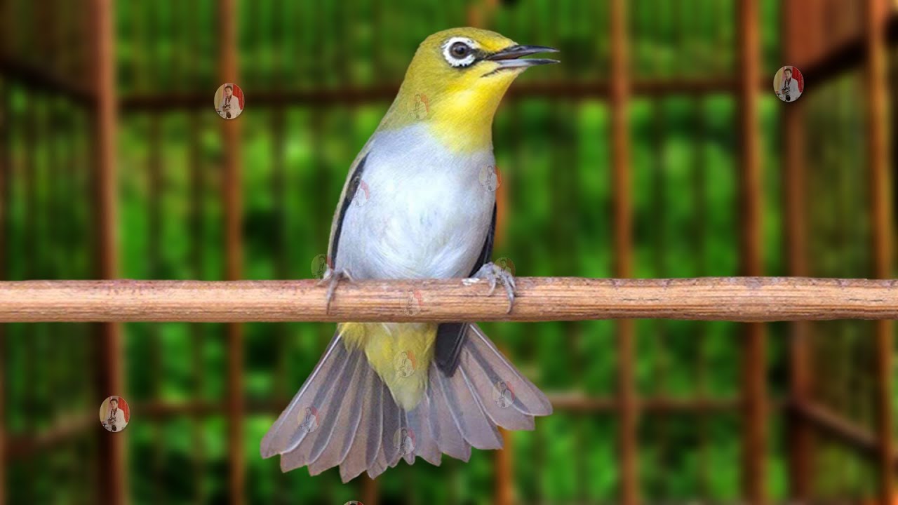 Luyện Giọng - Ép Giọng Khuyên Líu Choè Hiệu Quả 100% Sau Một Tháng Cho Vành Khuyên Non