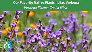 Our Favorite Native Plants for SoCal Gardens | Lilac Verbena - Verbena lilacina 'De La Mina'