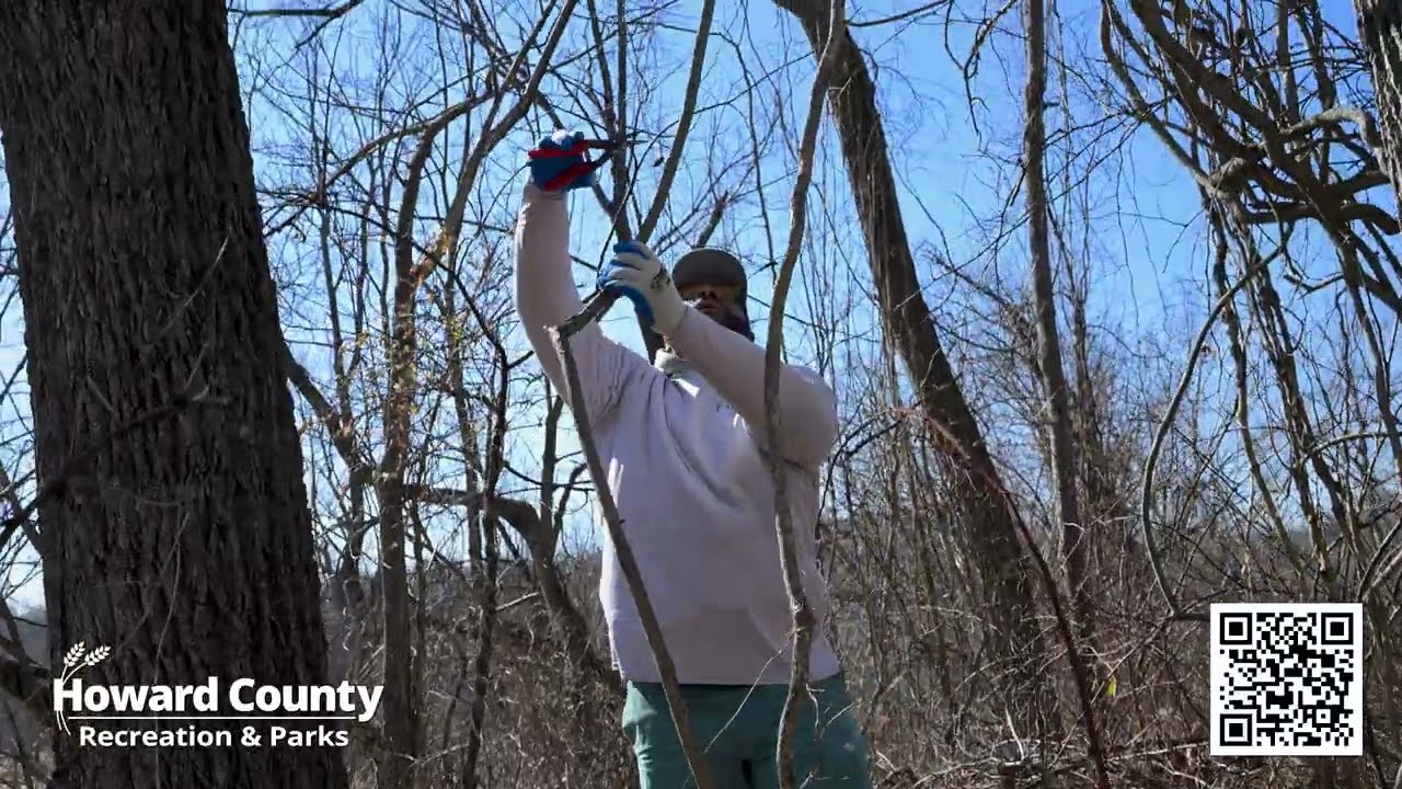 Volunteer for Tree Savers