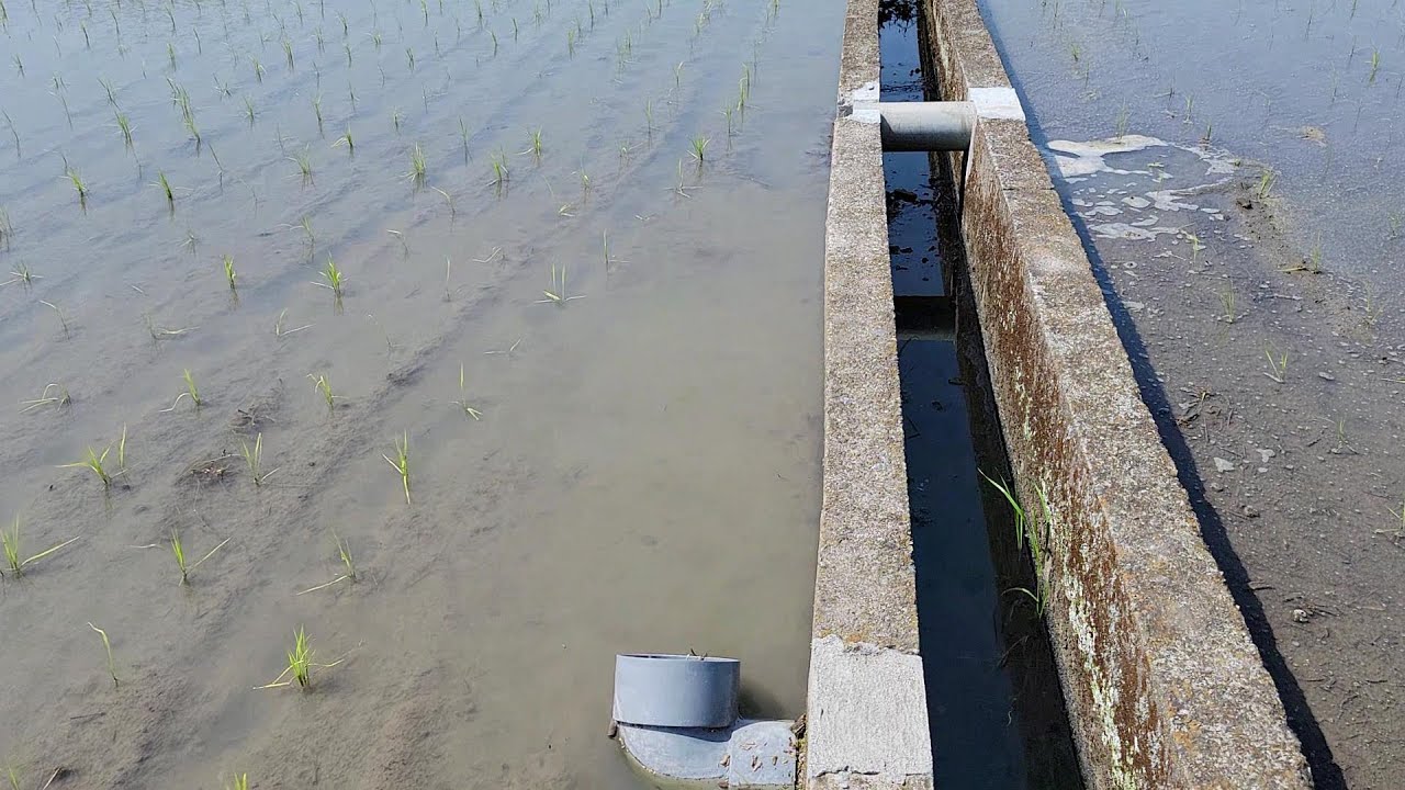 水田の水管理を自動化した