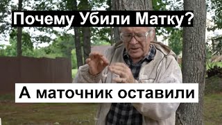 Пасека #136 Исправление Трутовой семьи --- Интересный случай Пчеловодство для начинающих -