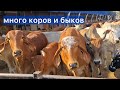 Много коров и быков. #cows #bulls #коровы #быки 