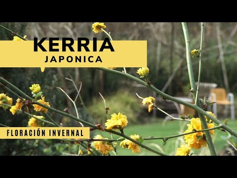 Video: Kerria Japanese Es Un Milagro Amarillo. Reproducción