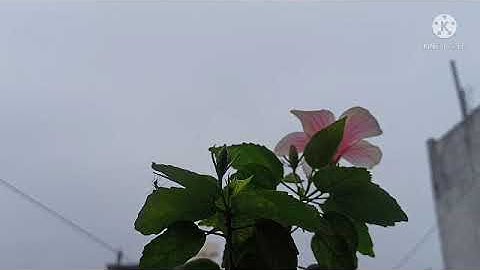 Live performance of Ashapower mppt 80 hv  solar charge controller