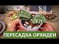 ПЕРЕСАДКА ОРХИДЕИ