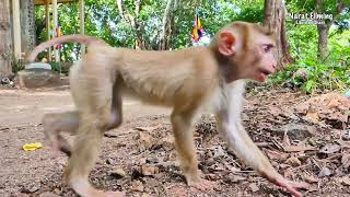 Pitiful Abandoned monkey Dona confuse friend due to need friend to play with, hope he will