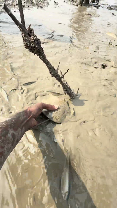 amazing tasty River fish #shorts #fishing #villagelife