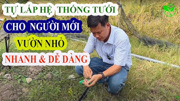 Khám phá cách lắp hệ thống tưới tự động tại nhà dễ như ăn kẹo | VNPLANT