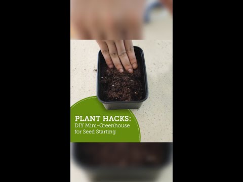 Video: Kweek plante onder plastieksakke – Hoe om 'n plastieksak as 'n kweekhuis te gebruik