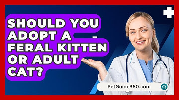 Should You Adopt A Feral Kitten Or Adult Cat? - PetGuide360.com
