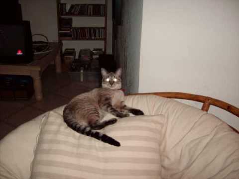 Patricia's Tribute To My Pet Cat Sugar.wmv