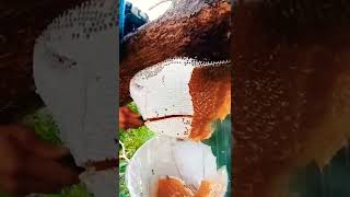 honey harvesting in tribal forest||#short #trending #travel