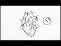 Kardiyak Döngü ve Debi: Mekanik ve Düzenleme (Cardiac Cycle and Output: Mechanics and Regulation)