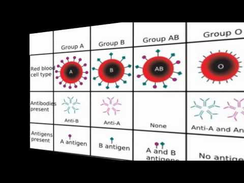 blood-type-diet-food-lists:-diet-by-blood-type-|-blood-type-diet-|-blood-type-diet-food-list