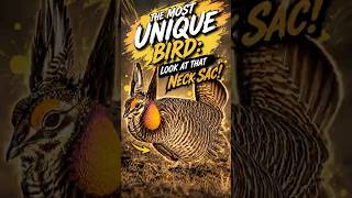 The Most Unique Bird: Look at That Neck Sac! #shorts