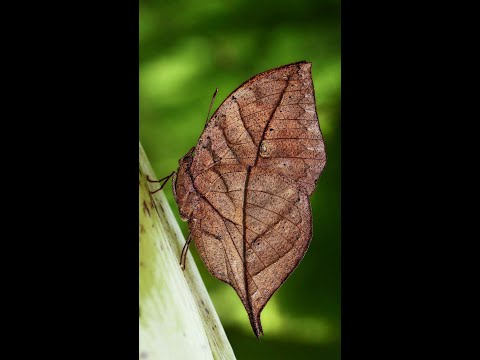 Video: Metulji Nymphalidae: splošne značilnosti, opis, obseg, vrsta hrane