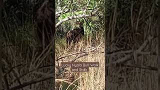 Lucky Nyala Bull: Walk and Stalk