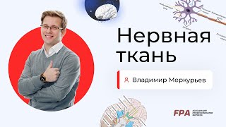 картинка: Нервная ткань | Владимир Меркурьев (FPA)