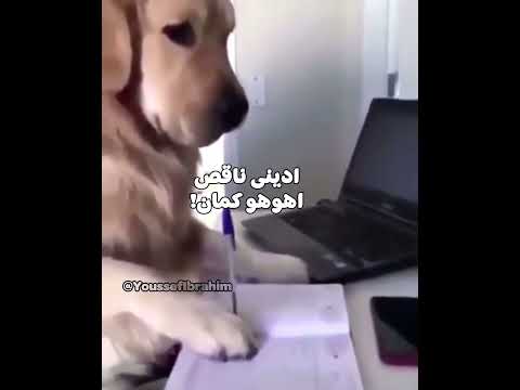 زنقة الكلاب