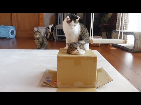 充電中につき遊べないねこ。-Maru's charging so he can't play now.-