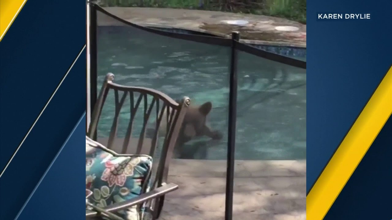 Bear takes a dip in Monrovia family's pool | ABC7 - YouTube