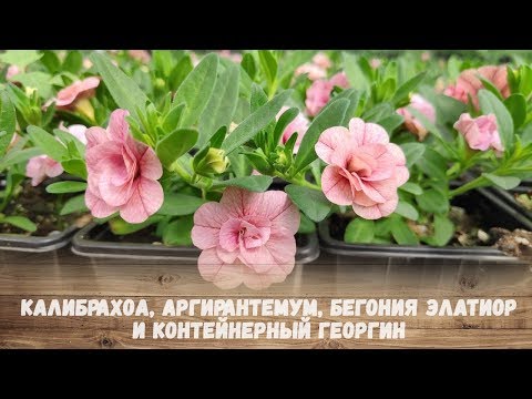 Калибрахоа, Аргирантемум, бегония