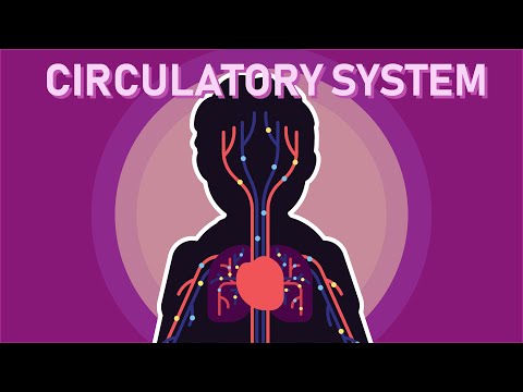 Apakah Sistem Sirkulasi Manusia itu? - Bagian 1