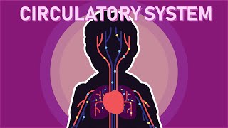 What is The Human Circulatory System? - Part 1
